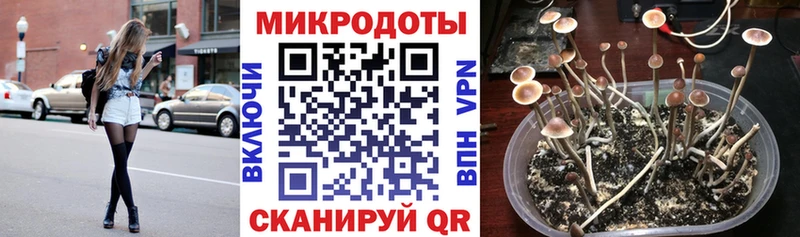 Купить где Шиханы Псилоцибиновые грибы MAGIC MUSHROOMS